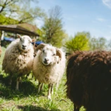 Moarwirt fruehling 2020 1089