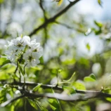 Moarwirt fruehling 2020 1516